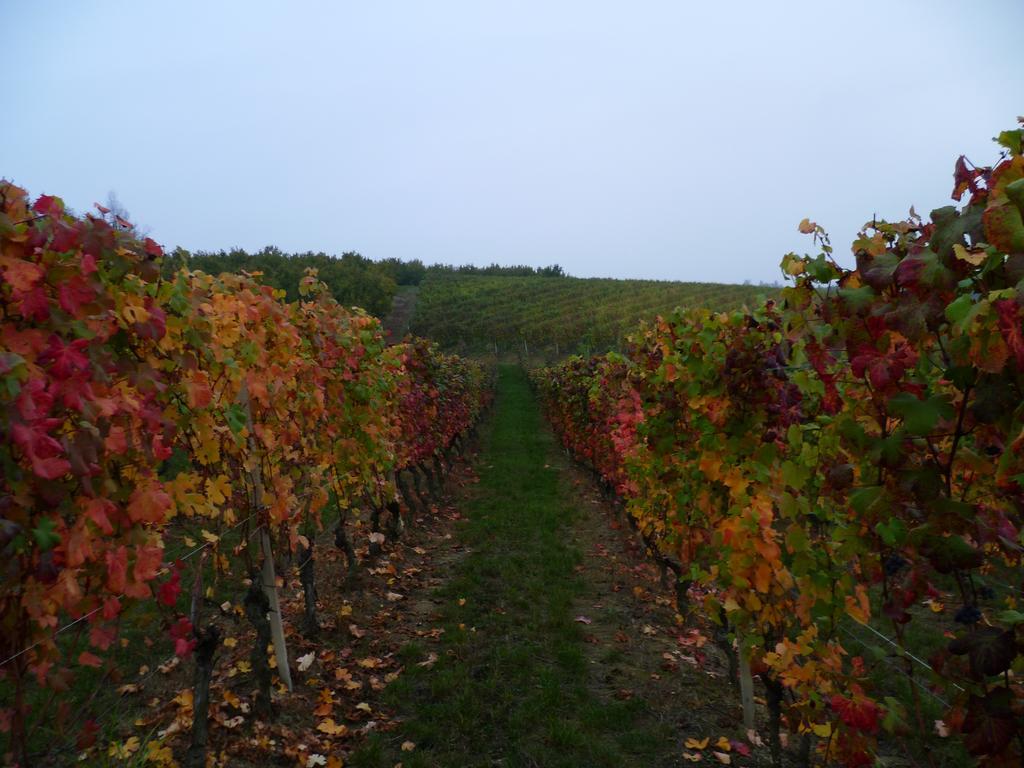 Domus Langhe B&B Treiso Bagian luar foto