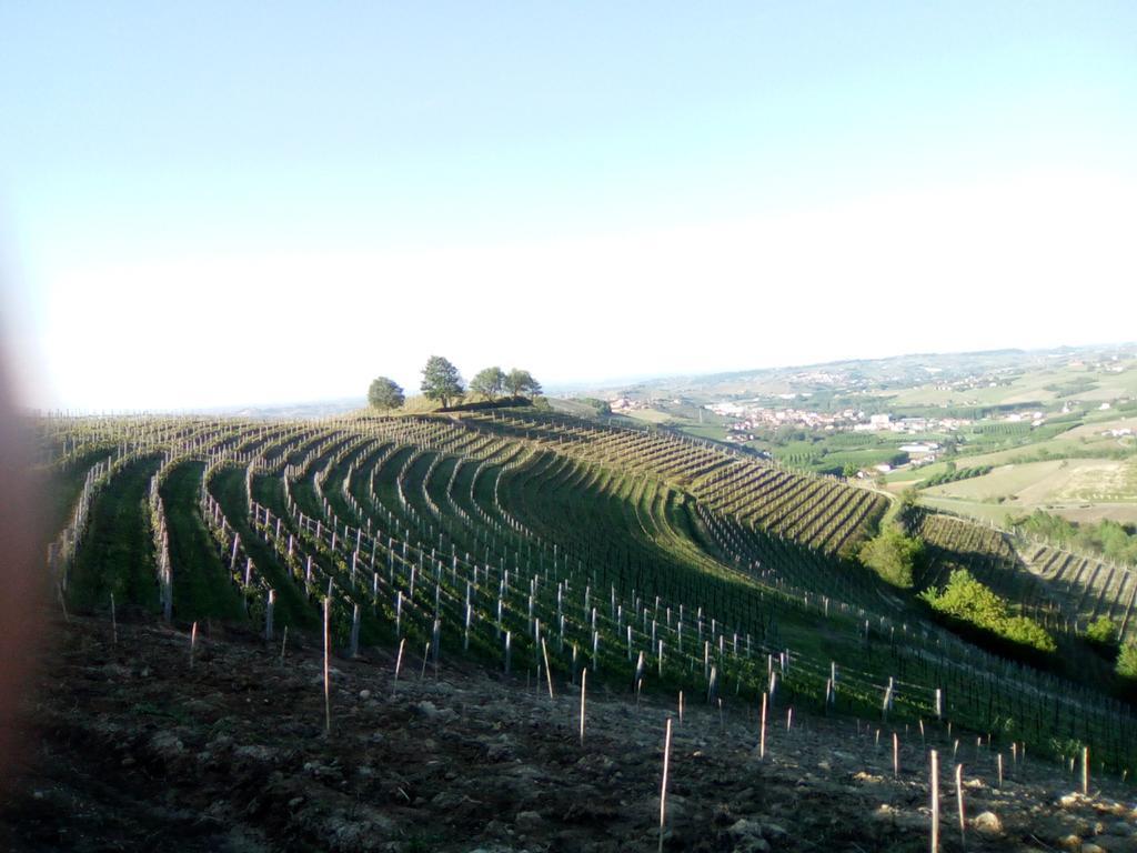 Domus Langhe B&B Treiso Bagian luar foto