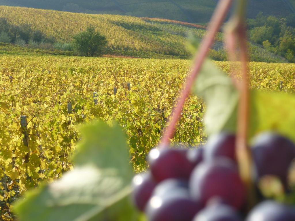 Domus Langhe B&B Treiso Bagian luar foto